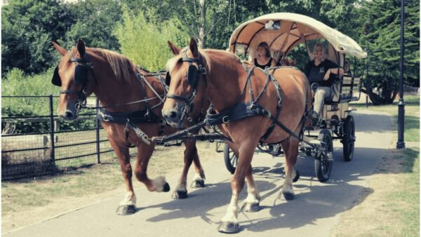 Planwagen und Pinot: Euer stilvoller JGA