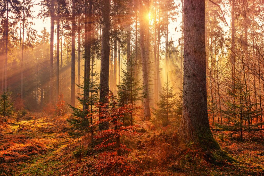 Herbst