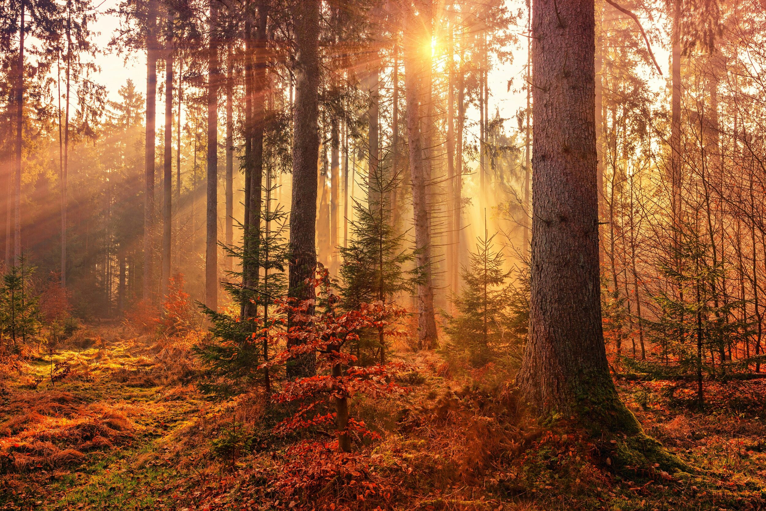 Herbst